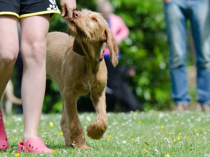 Anschaffung eines Hundes