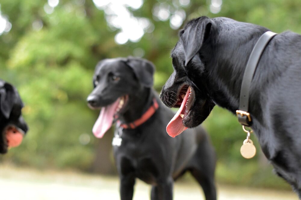 Zwei Hunde beim Spielen auf der Wiese